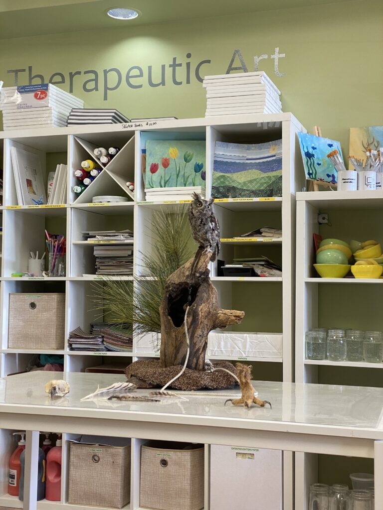 eastern screech owl on a perch inside the studio
